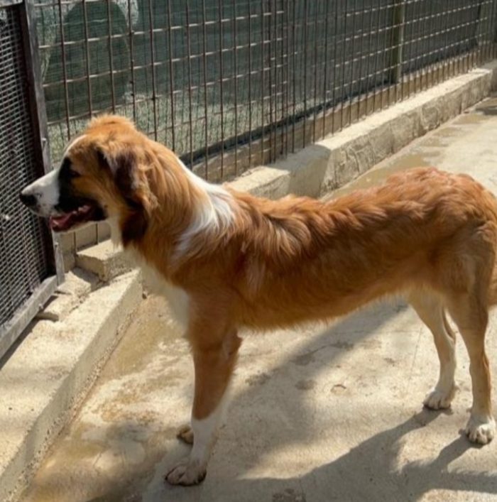 Tobia 3anni bello e buono tg media in rifugio da cucciolo SOS CALTANISSETTA - media 8