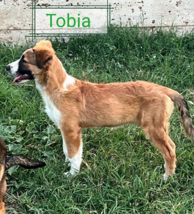 Tobia 3anni bello e buono tg media in rifugio da cucciolo SOS CALTANISSETTA - media 5