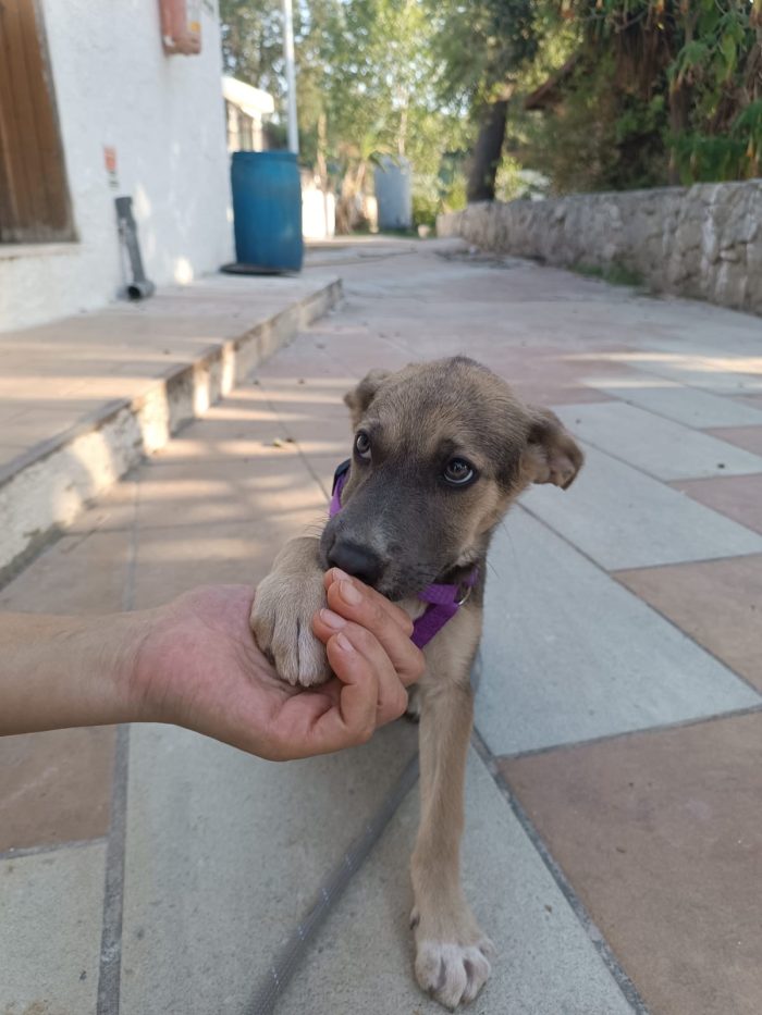 Giada splendida dolce cucciola cerca casa