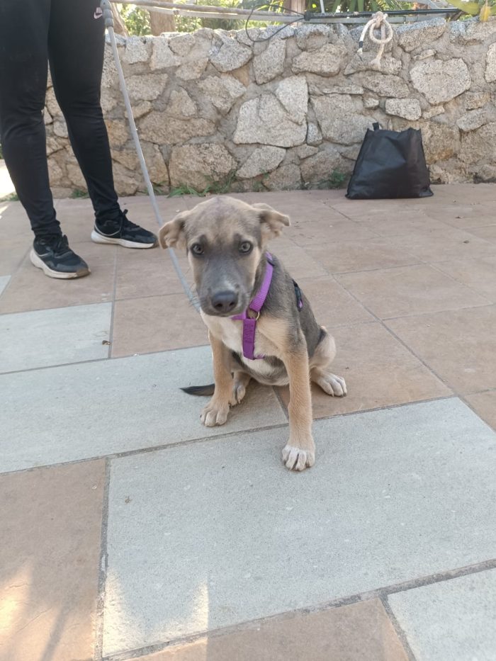 Giada splendida dolce cucciola cerca casa