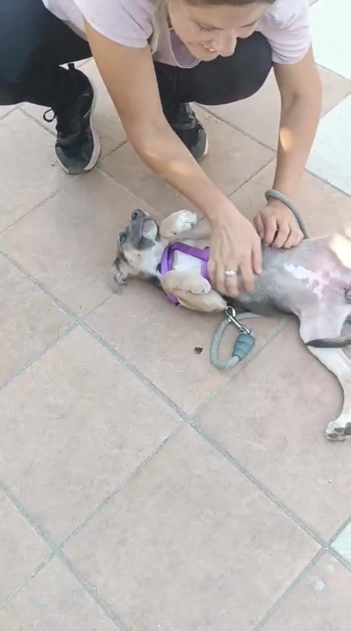 Giada splendida dolce cucciola cerca casa - media 6