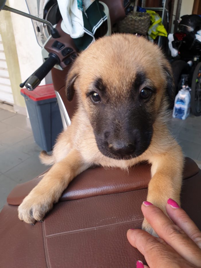 Karen splendida cucciolotta mix Pastore Tedesco