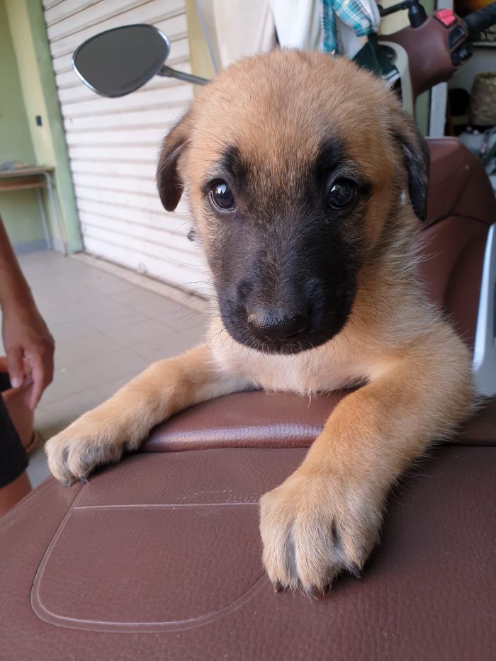 Karen splendida cucciolotta mix Pastore Tedesco