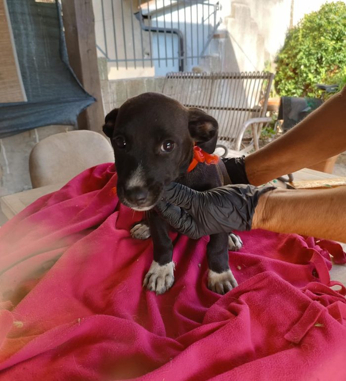 Jolie meravigliosa dolce cucciola cerca casa