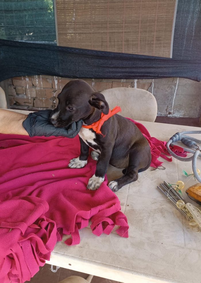 Jolie meravigliosa dolce cucciola cerca casa - media 7