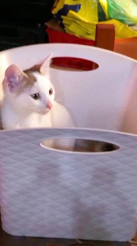 NIKITA, dolce gattina in adozione