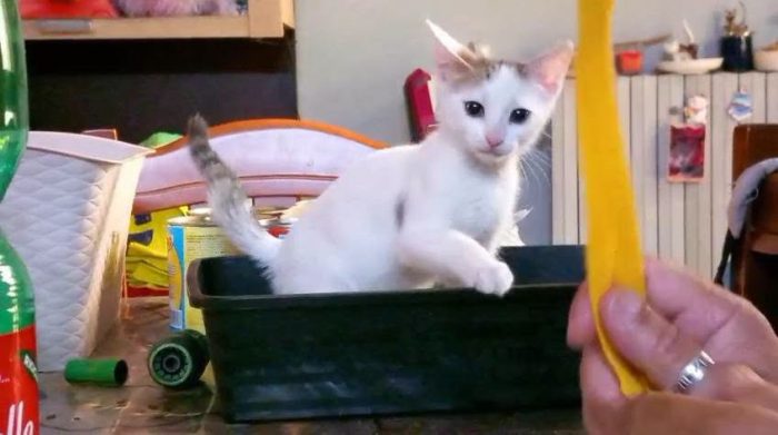 NIKITA, dolce gattina in adozione