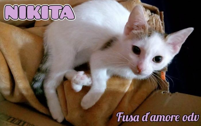 NIKITA, dolce gattina in adozione
