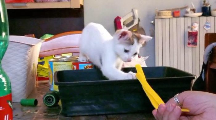 NIKITA, dolce gattina in adozione - media 4