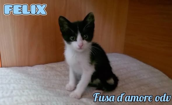 FELIX, adorabile micino in adozione