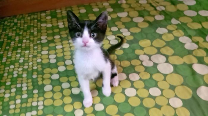 FELIX, adorabile micino in adozione