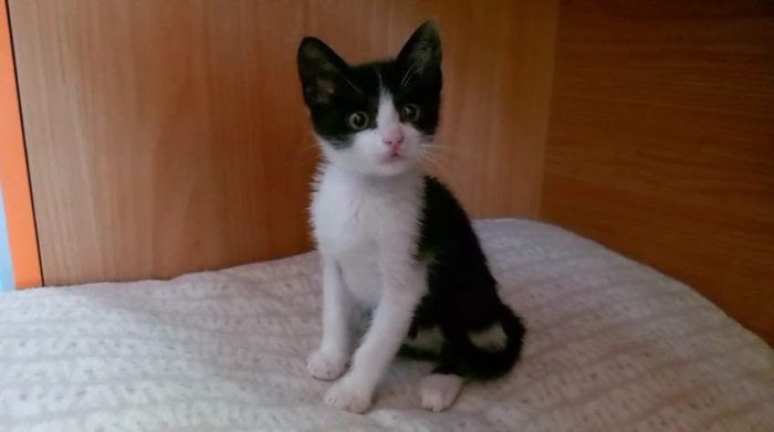FELIX, adorabile micino in adozione - media 5