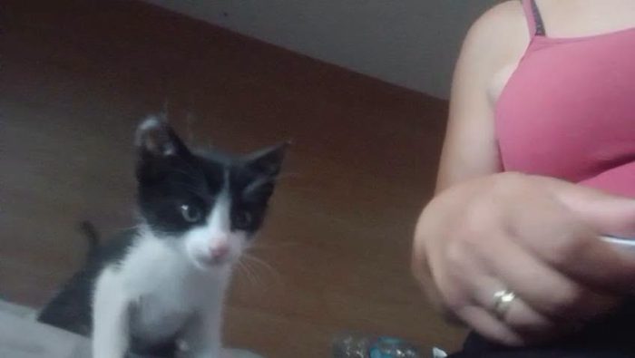 FELIX, adorabile micino in adozione - media 7