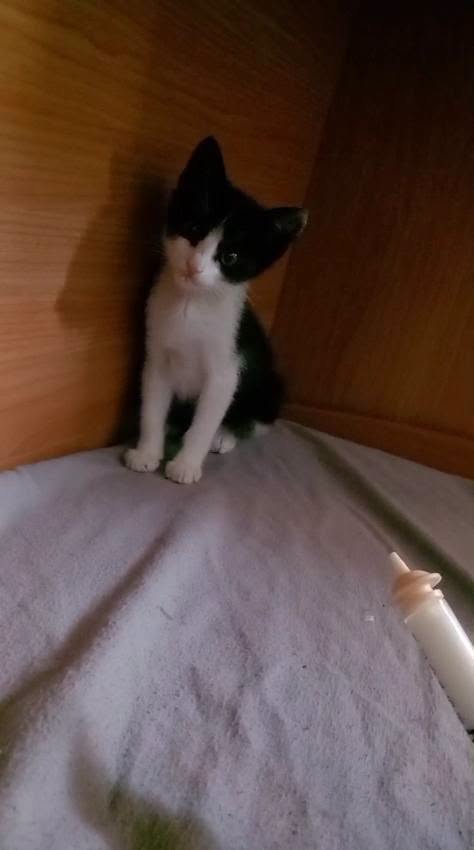FELIX, adorabile micino in adozione - media 9