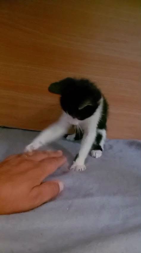 FELIX, adorabile micino in adozione - media 10