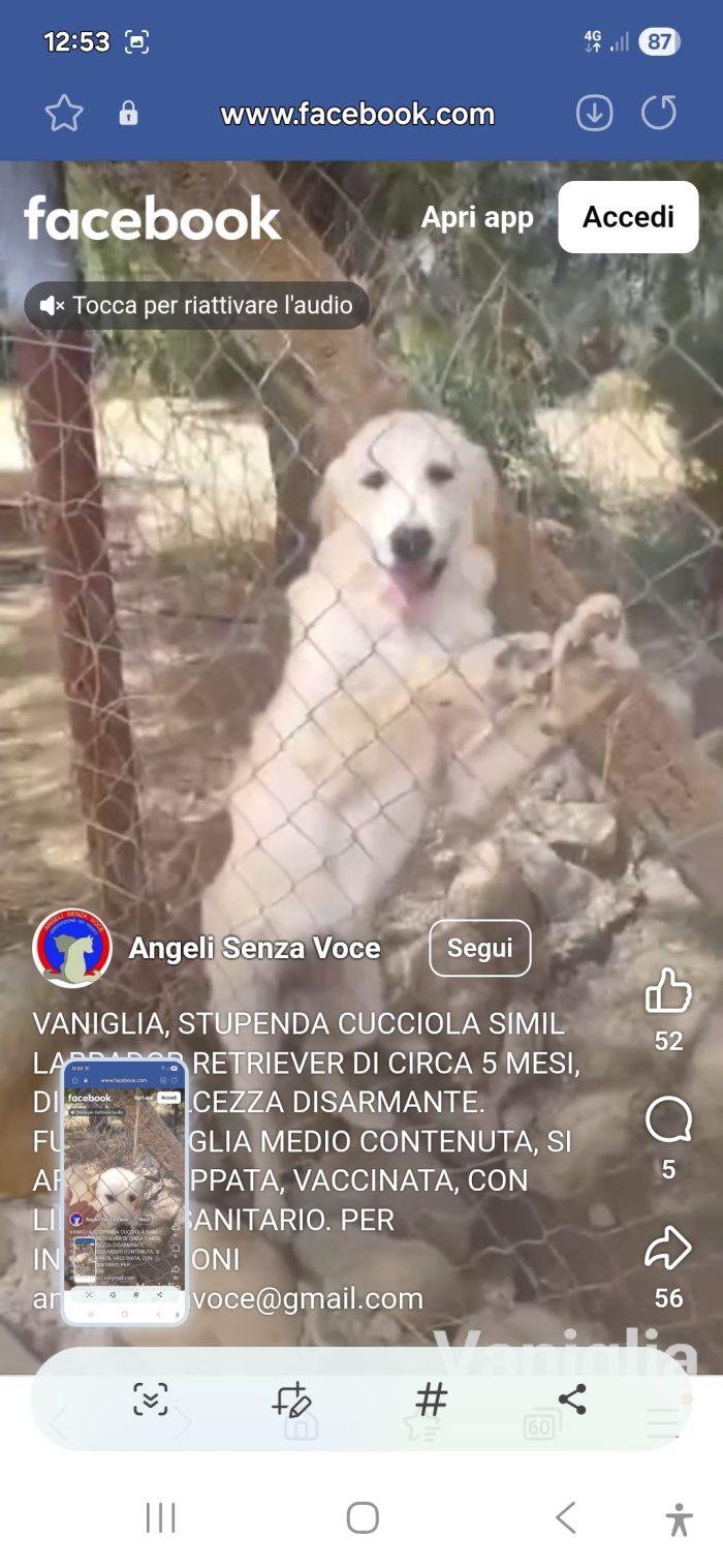 Femmina 6mesi mix Labrador Retriever in recinto a pane secco con la sorella! PORTIAMOLA VIA! CAGLIARI