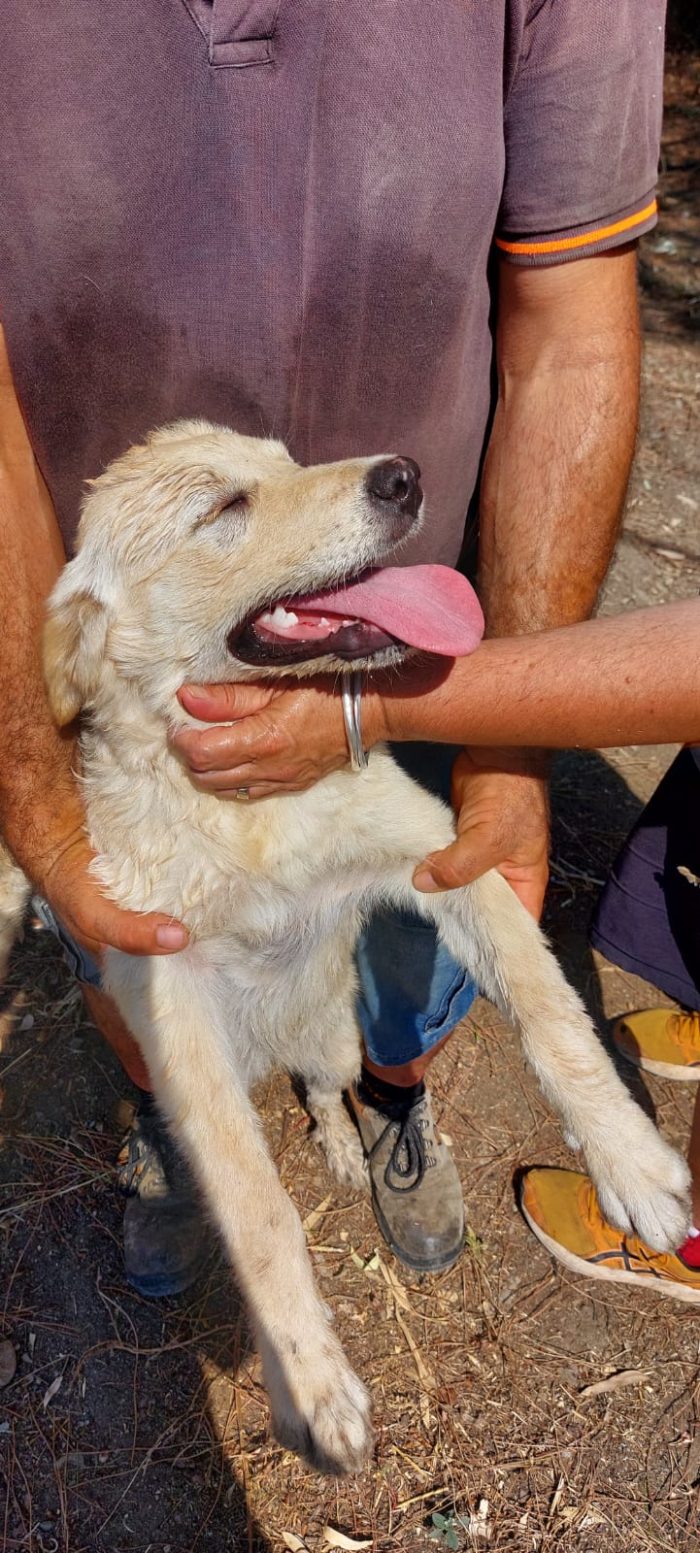 Femmina 6mesi tg media mix Labrador Retriever in recinto a pane secco con la sorella! PORTIAMOLA VIA! CAGLIARI - media 6
