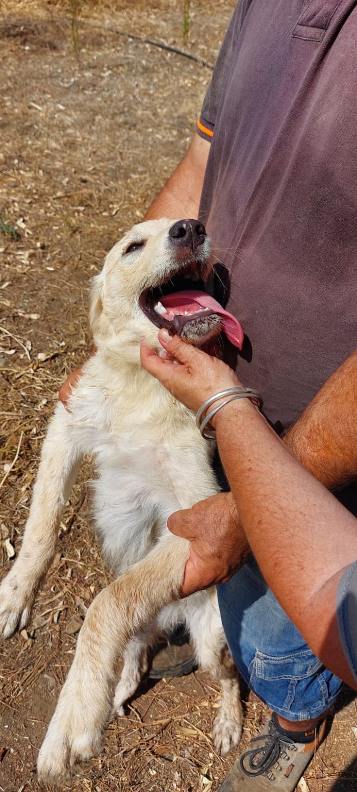Femmina 6mesi tg media mix Labrador Retriever in recinto a pane secco con la sorella! PORTIAMOLA VIA! CAGLIARI - media 7