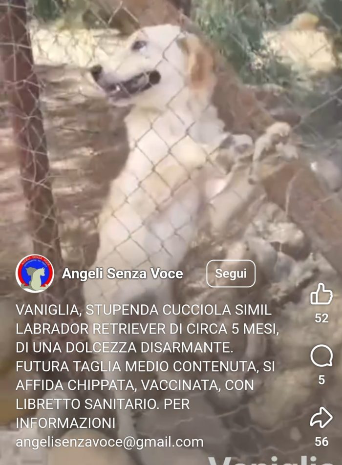 Femmina 6mesi mix Labrador Retriever in recinto a pane secco con la sorella! PORTIAMOLA VIA! CAGLIARI