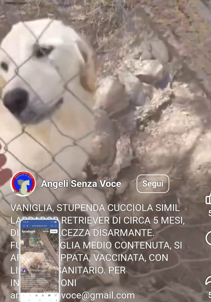 Femmina 6mesi mix Labrador Retriever in recinto a pane secco con la sorella! PORTIAMOLA VIA! CAGLIARI