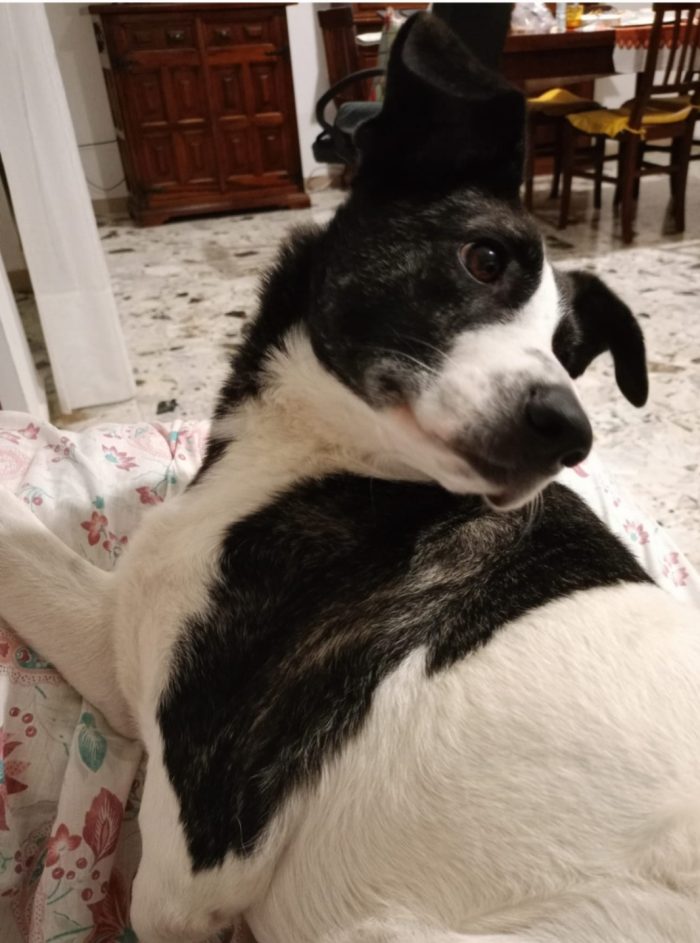 Femmina 3anni TRIPODE X FAVORE URGENTE STALLO( O ADOZIONE)SOLO IN SARDEGNA!! HELP!!!!