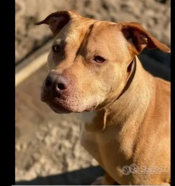 Pitbull adulta salita anni fa al nord e dopo 1mese riscesa in canile a NAPOLI