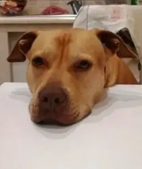 Pitbull adulta salita anni fa al nord e dopo 1mese riscesa in canile a NAPOLI - media 4
