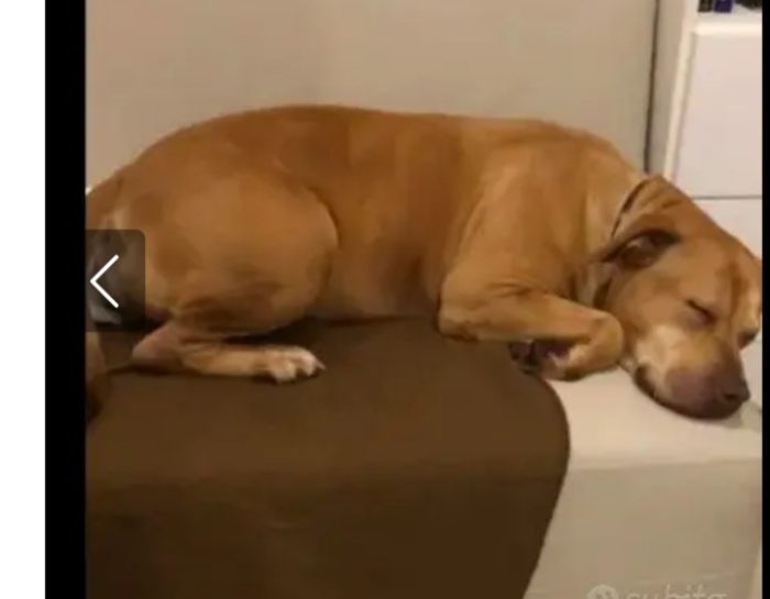 Pitbull adulta salita anni fa al nord e dopo 1mese riscesa in canile a NAPOLI - media 5