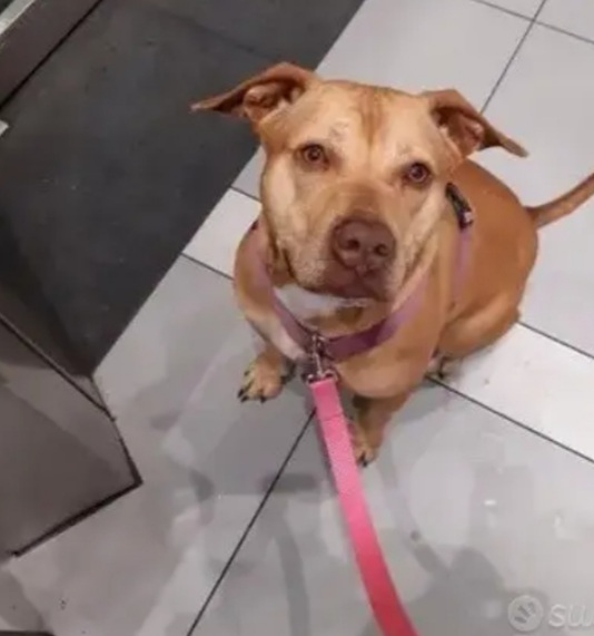 Pitbull adulta salita anni fa al nord e dopo 1mese riscesa in canile a NAPOLI