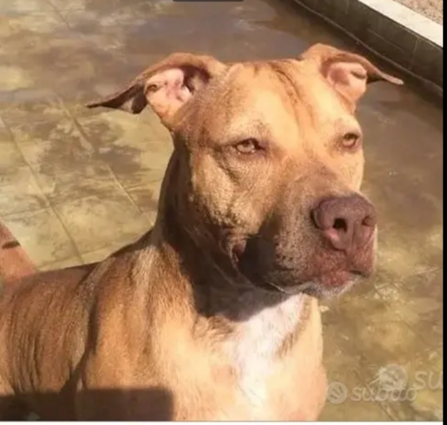 Pitbull adulta salita anni fa al nord e dopo 1mese riscesa in canile a NAPOLI