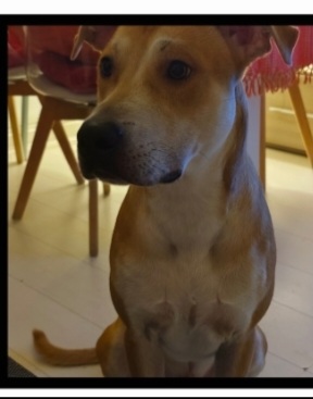 Ares 2anni DEVE VENIR VIA,SOLO TUTTO IL GIORNO. AIUTIAMOLO A TROVARE STALLO O ADOZIONE. MILANO OVEST - media 5