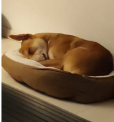 Ares 2anni DEVE VENIR VIA,SOLO TUTTO IL GIORNO. AIUTIAMOLO A TROVARE STALLO O ADOZIONE. MILANO OVEST - media 6