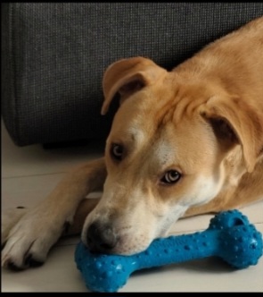 Ares 2anni DEVE VENIR VIA,SOLO TUTTO IL GIORNO. AIUTIAMOLO A TROVARE STALLO O ADOZIONE. MILANO OVEST