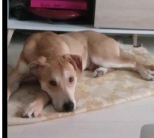 Ares 2anni DEVE VENIR VIA,SOLO TUTTO IL GIORNO. AIUTIAMOLO A TROVARE STALLO O ADOZIONE. MILANO OVEST