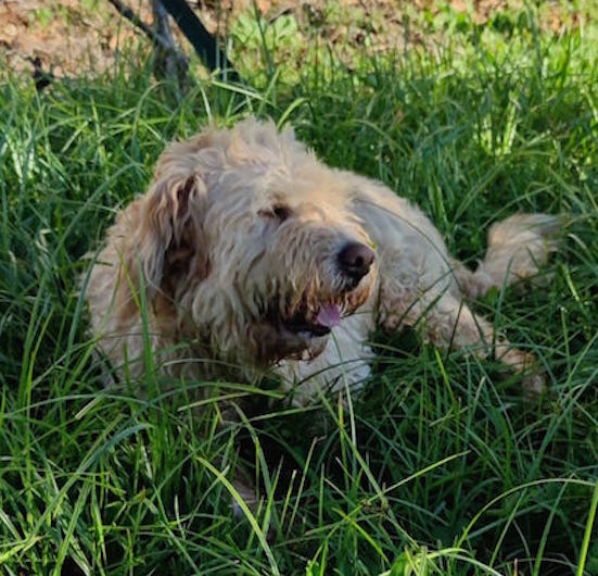 TRULLO SIMIL LAGOTTO CERCA CASA - media 4