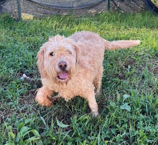 TRULLO SIMIL LAGOTTO CERCA CASA