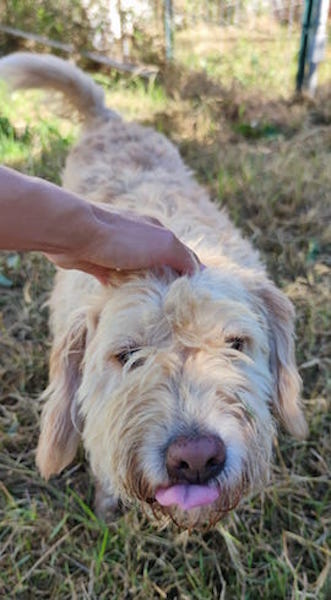TRULLO SIMIL LAGOTTO CERCA CASA