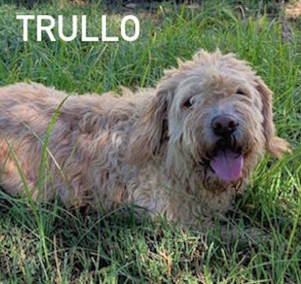 TRULLO SIMIL LAGOTTO CERCA CASA