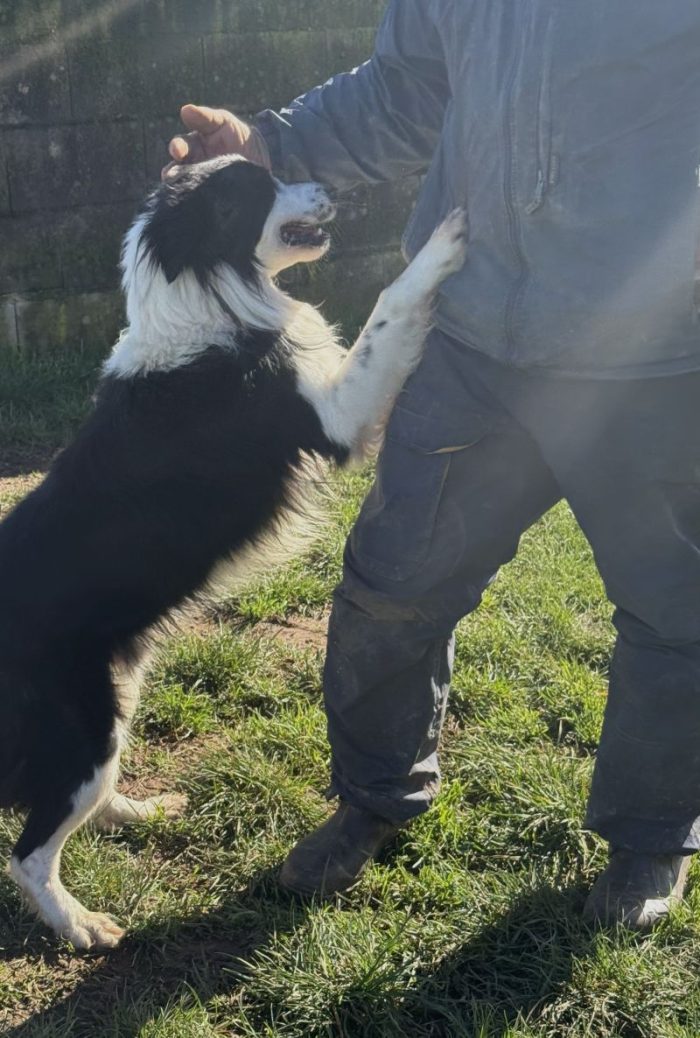 TAO giovane Border Collie cerca casa - media 6