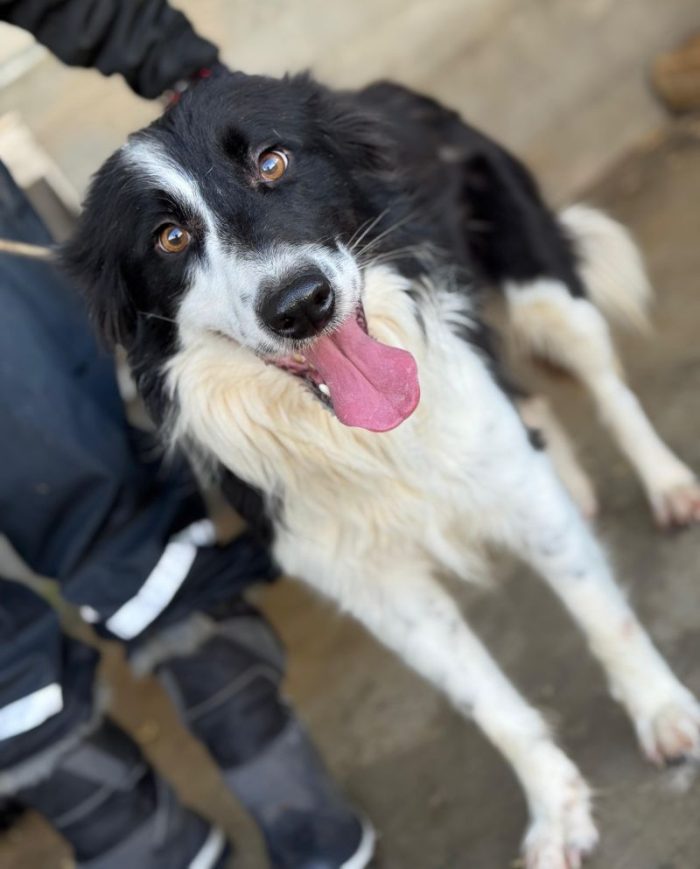 TAO giovane Border Collie cerca casa