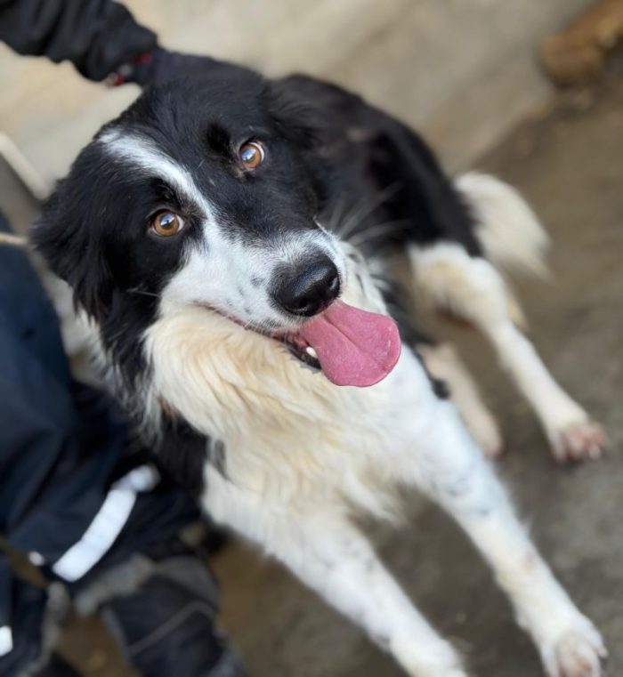 TAO giovane Border Collie cerca casa