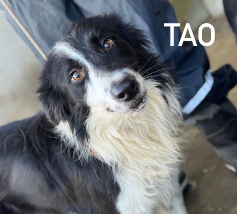 TAO giovane Border Collie cerca casa