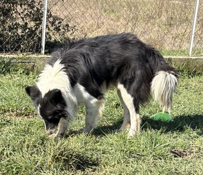 TAO giovane Border Collie cerca casa - media 5
