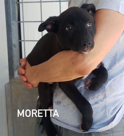 MORETTA CUCCIOLA TENERA CERCA CASA