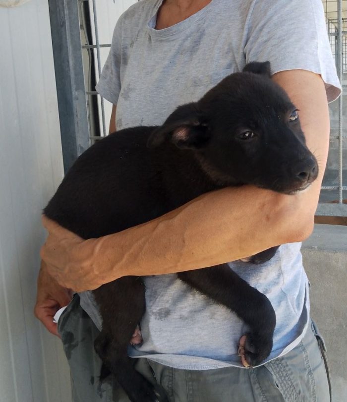 MORETTA CUCCIOLA TENERA CERCA CASA