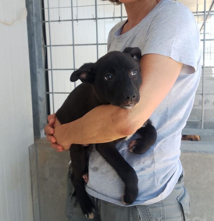 MORETTA CUCCIOLA TENERA CERCA CASA - media 4