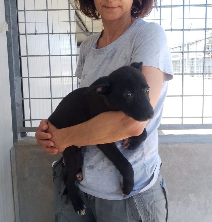 MORETTA CUCCIOLA TENERA CERCA CASA