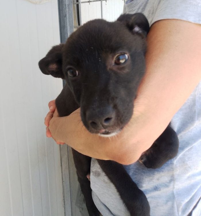 MORETTA CUCCIOLA TENERA CERCA CASA - media 5