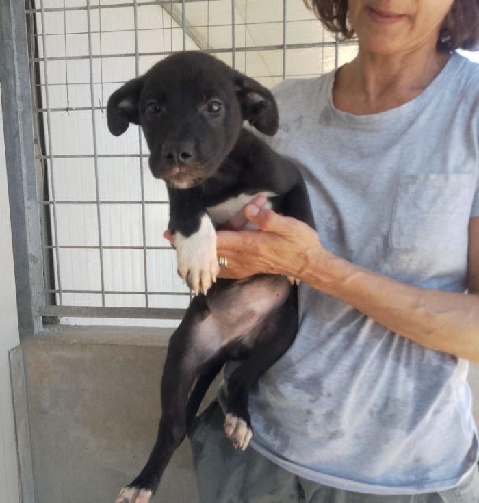 MAIA CUCCIOLA TENERA CERCA CASA - media 4