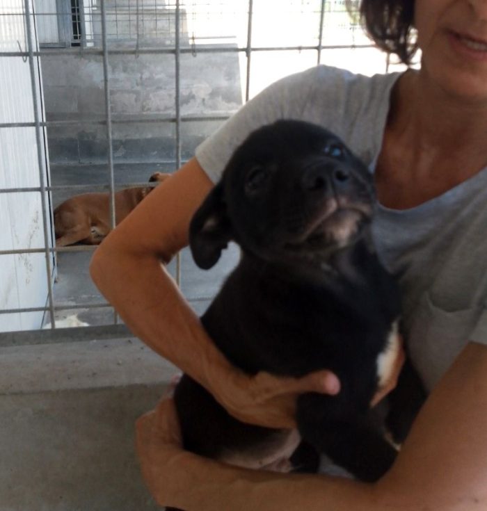 MAIA CUCCIOLA TENERA CERCA CASA